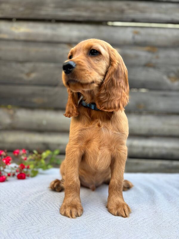 Vesper English Cocker Spaniel Vesper English Cocker Spaniel
