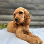Vesper-male-English-Cocker-Spaniel-puppy-for-sale- (4)