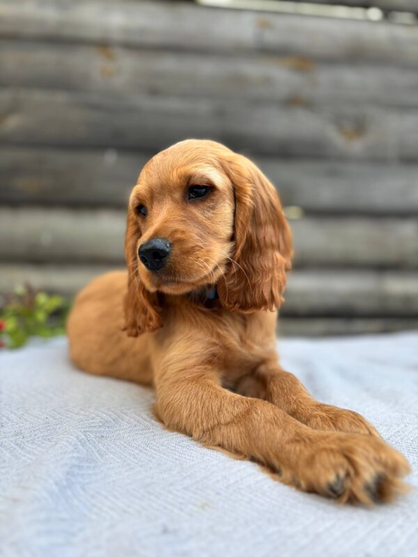 Vesper English Cocker Spaniel Vesper English Cocker Spaniel