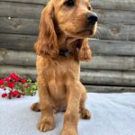Vesper-male-English-Cocker-Spaniel-puppy-for-sale- (5)