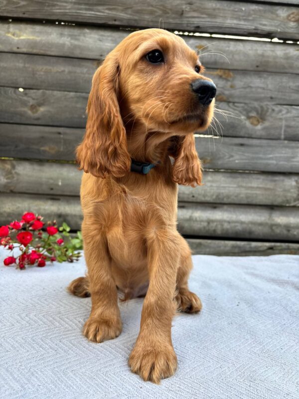 Vesper English Cocker Spaniel Vesper English Cocker Spaniel