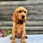 Vesper-male-English-Cocker-Spaniel-puppy-for-sale- (6)