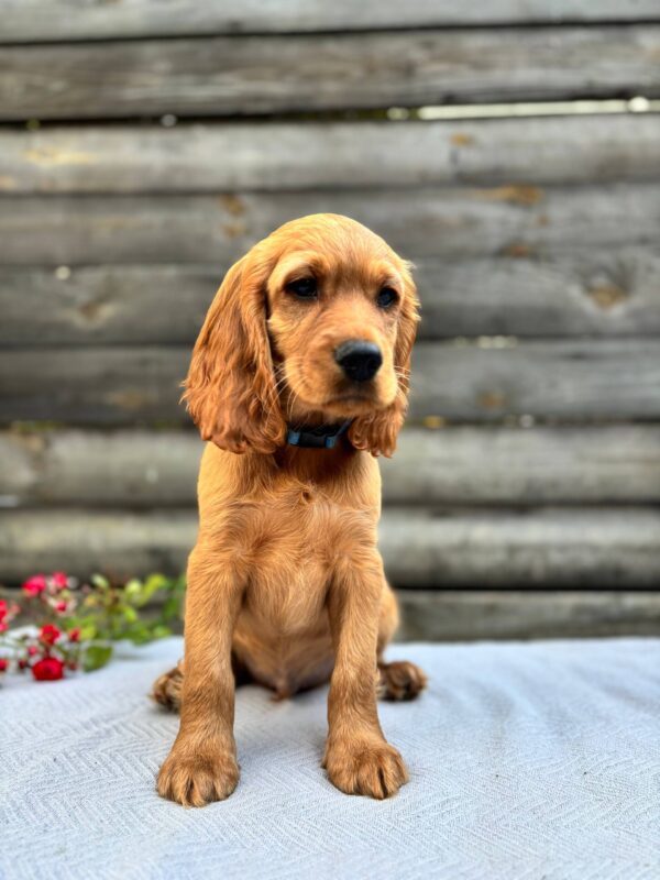 Vesper English Cocker Spaniel Vesper English Cocker Spaniel