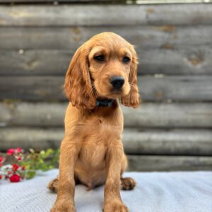 Vesper English Cocker Spaniel Vesper English Cocker Spaniel