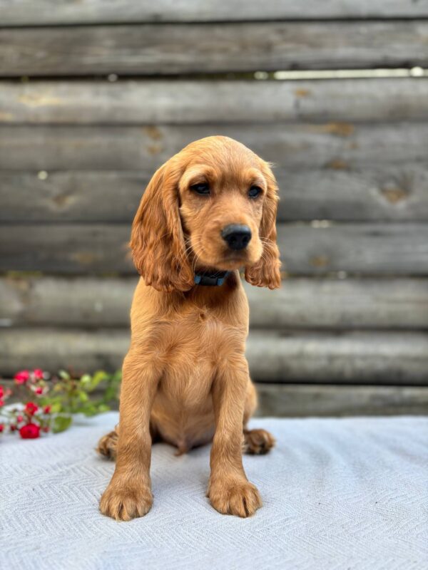 Vesper English Cocker Spaniel Vesper English Cocker Spaniel