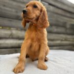 Vincent-male-English-Cocker-Spaniel-puppy-for-sale- (1)