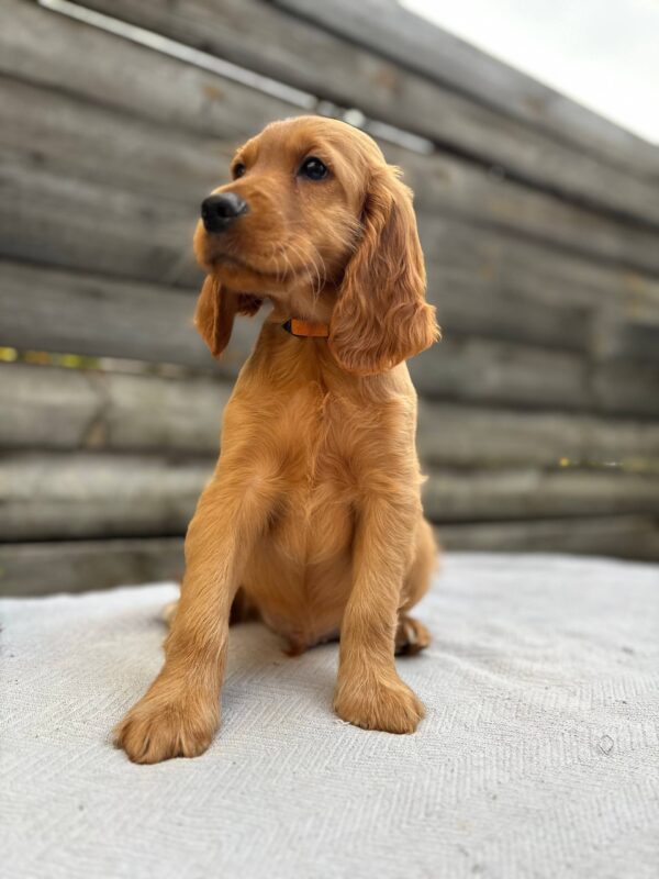 Vincent English Cocker Spaniel Vincent English Cocker Spaniel