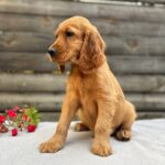 Vincent-male-English-Cocker-Spaniel-puppy-for-sale- (2)