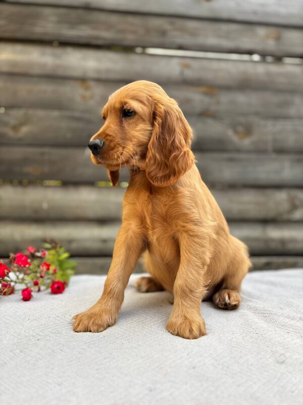 Vincent English Cocker Spaniel Vincent English Cocker Spaniel