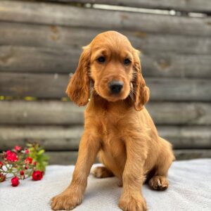Vincent English Cocker Spaniel Vincent English Cocker Spaniel