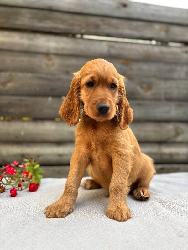 Vincent English Cocker Spaniel Vincent English Cocker Spaniel