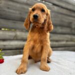 Vincent-male-English-Cocker-Spaniel-puppy-for-sale- (4)