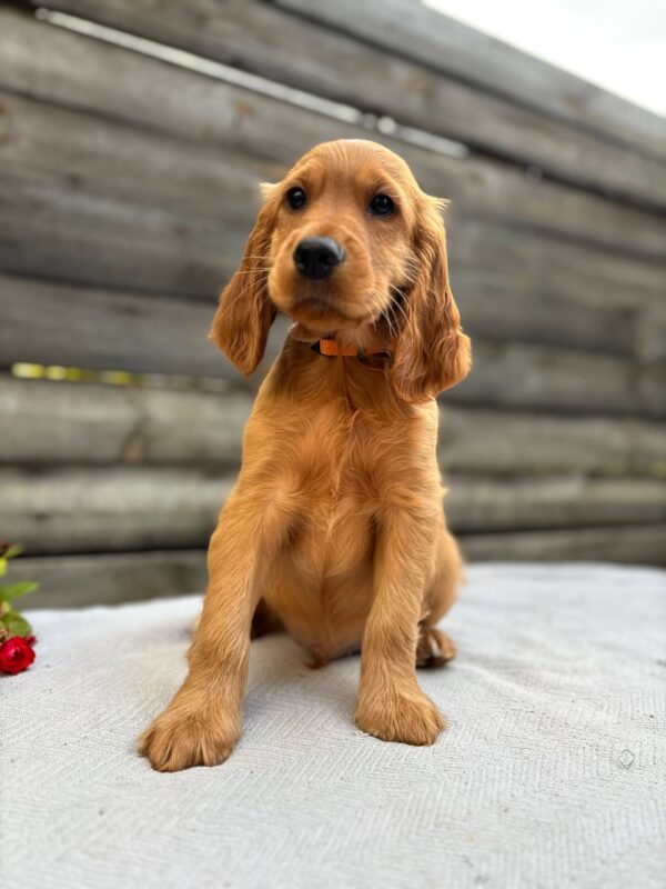Vincent English Cocker Spaniel Vincent English Cocker Spaniel