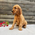 Vincent-male-English-Cocker-Spaniel-puppy-for-sale- (5)
