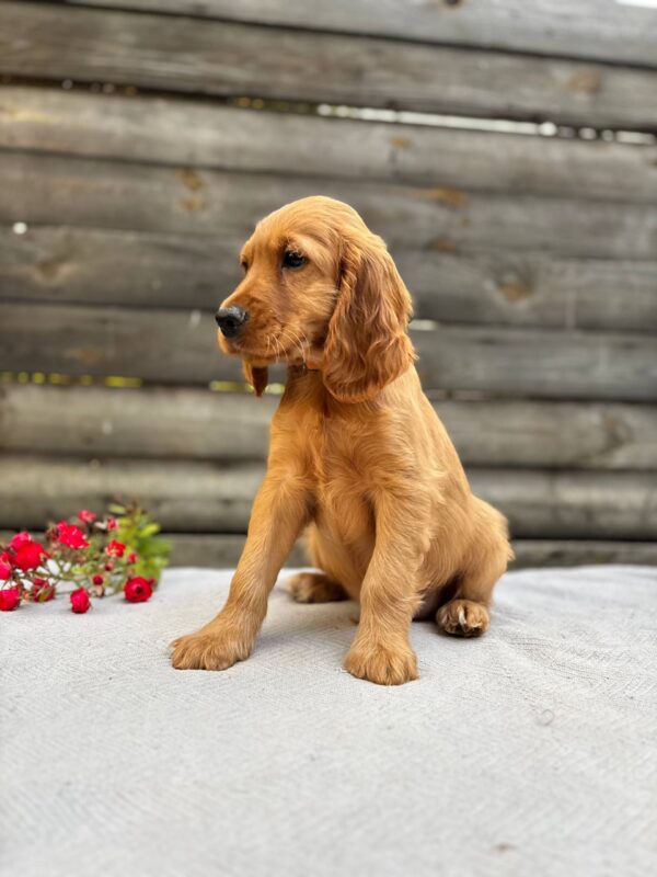 Vincent English Cocker Spaniel Vincent English Cocker Spaniel