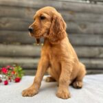 Vincent-male-English-Cocker-Spaniel-puppy-for-sale- (6)