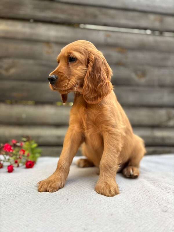 Vincent English Cocker Spaniel Vincent English Cocker Spaniel