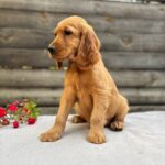 Vincent-male-English-Cocker-Spaniel-puppy-for-sale- (7)