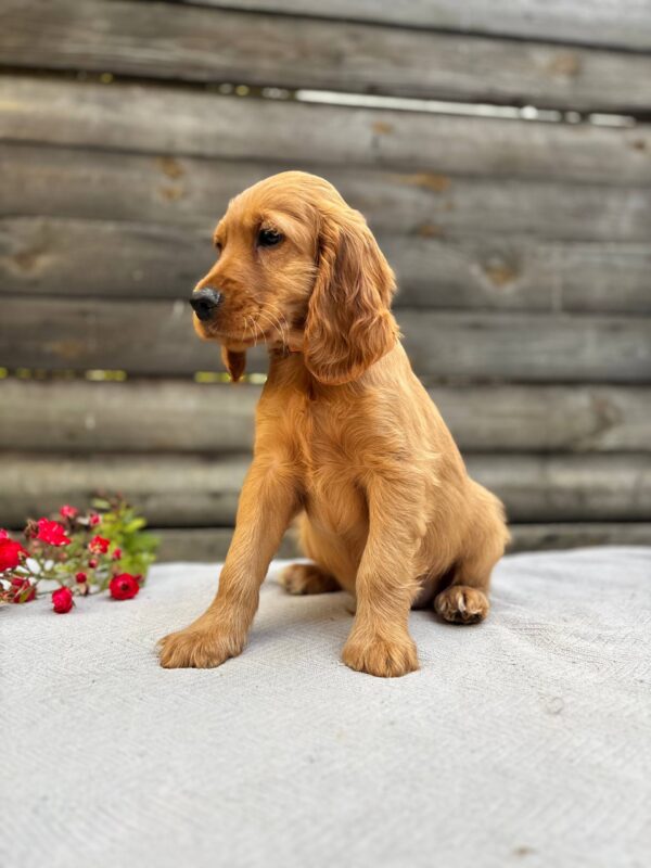 Vincent English Cocker Spaniel Vincent English Cocker Spaniel