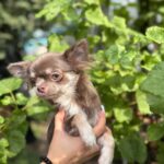 Virion-male-Chihuahua-puppy-for-sale- (1)