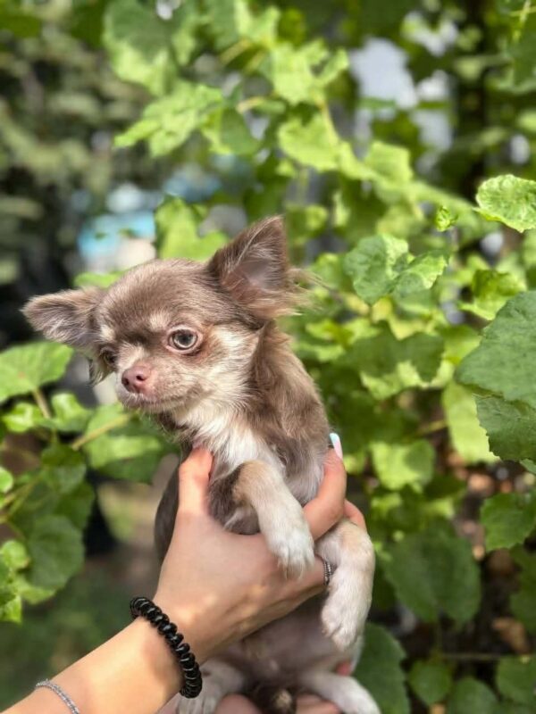 Virion Chihuahua Virion Chihuahua