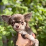 Virion-male-Chihuahua-puppy-for-sale- (2)