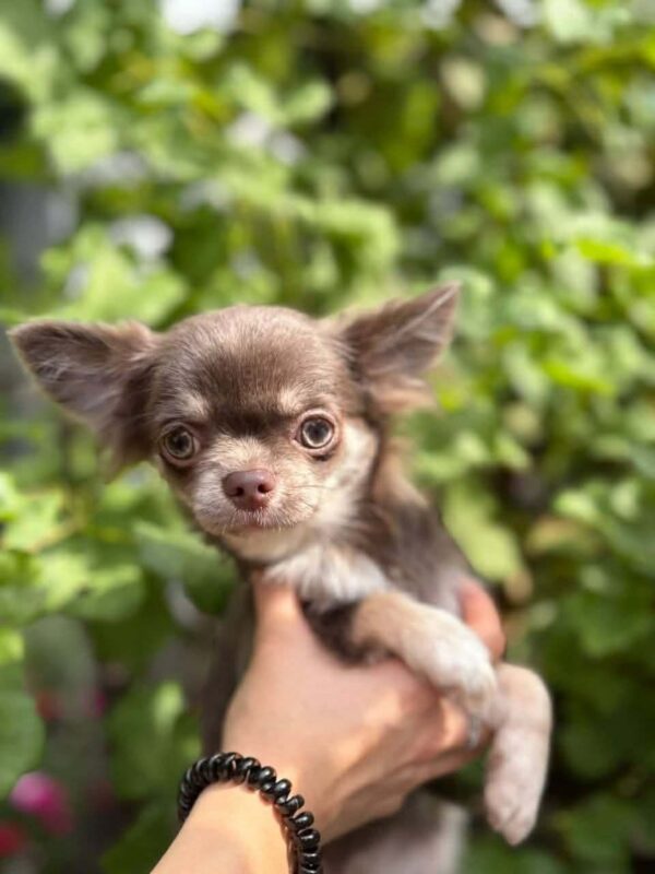 Virion Chihuahua Virion Chihuahua