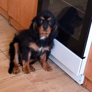 Viscount Cavalier King Charles Spaniel Viscount Cavalier King Charles Spaniel