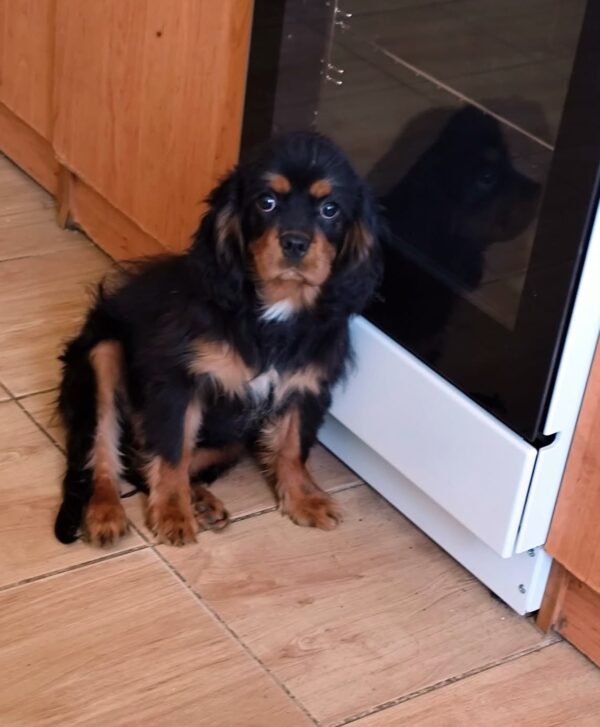 Viscount Cavalier King Charles Spaniel Viscount Cavalier King Charles Spaniel