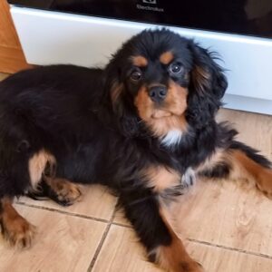 Viscount Cavalier King Charles Spaniel Viscount Cavalier King Charles Spaniel