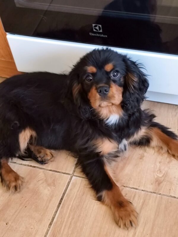 Viscount Cavalier King Charles Spaniel Viscount Cavalier King Charles Spaniel