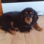 Viscount-male-Cavalier-King-Charles-Spaniel-puppy-for-sale-1 (3)