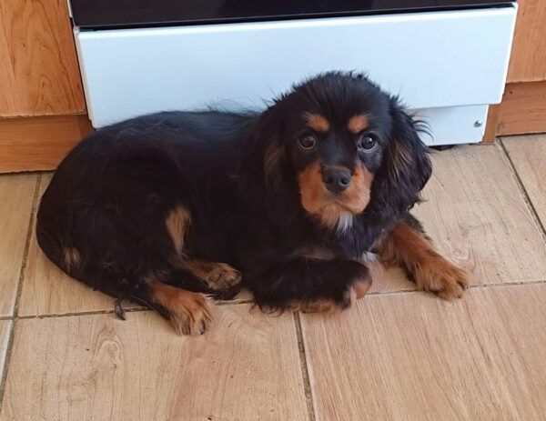 Viscount Cavalier King Charles Spaniel Viscount Cavalier King Charles Spaniel