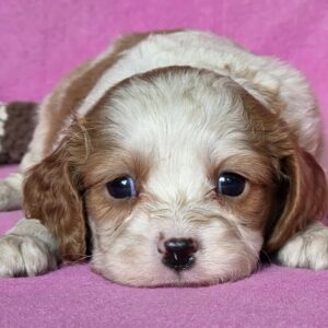 Vistula Cavalier King Charles Spaniel Vistula Cavalier King Charles Spaniel