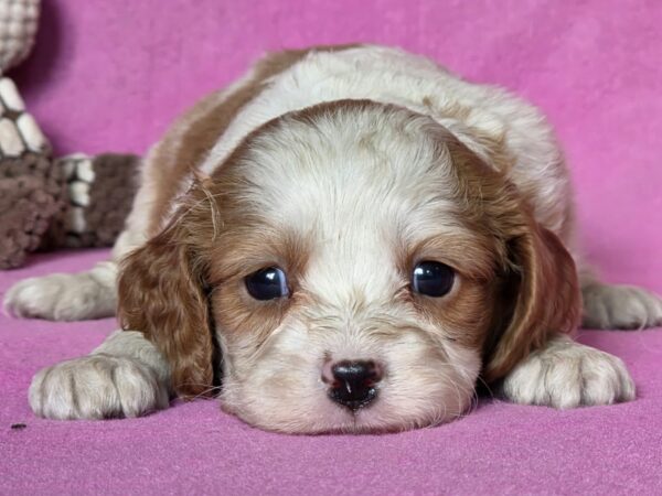 Vistula Cavalier King Charles Spaniel Vistula Cavalier King Charles Spaniel