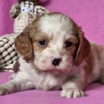 Vistula-female-Cavalier-King-Charles-Spaniel-puppy-for-sale-1 (2)