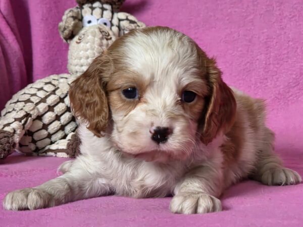 Vistula Cavalier King Charles Spaniel Vistula Cavalier King Charles Spaniel