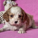 Vistula-female-Cavalier-King-Charles-Spaniel-puppy-for-sale-1 (3)