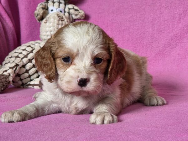 Vistula Cavalier King Charles Spaniel Vistula Cavalier King Charles Spaniel