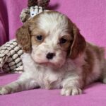 Vistula-female-Cavalier-King-Charles-Spaniel-puppy-for-sale-1 (4)