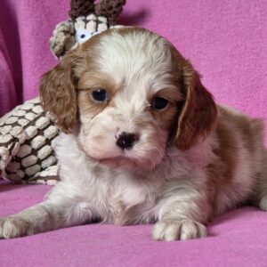 Vistula Cavalier King Charles Spaniel Vistula Cavalier King Charles Spaniel