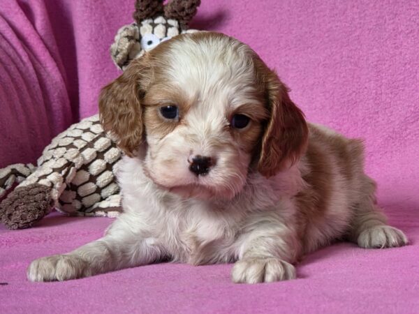 Vistula Cavalier King Charles Spaniel Vistula Cavalier King Charles Spaniel