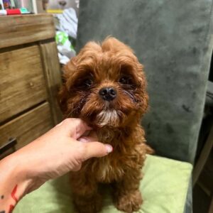 Vivaldi Cavapoo Vivaldi Cavapoo
