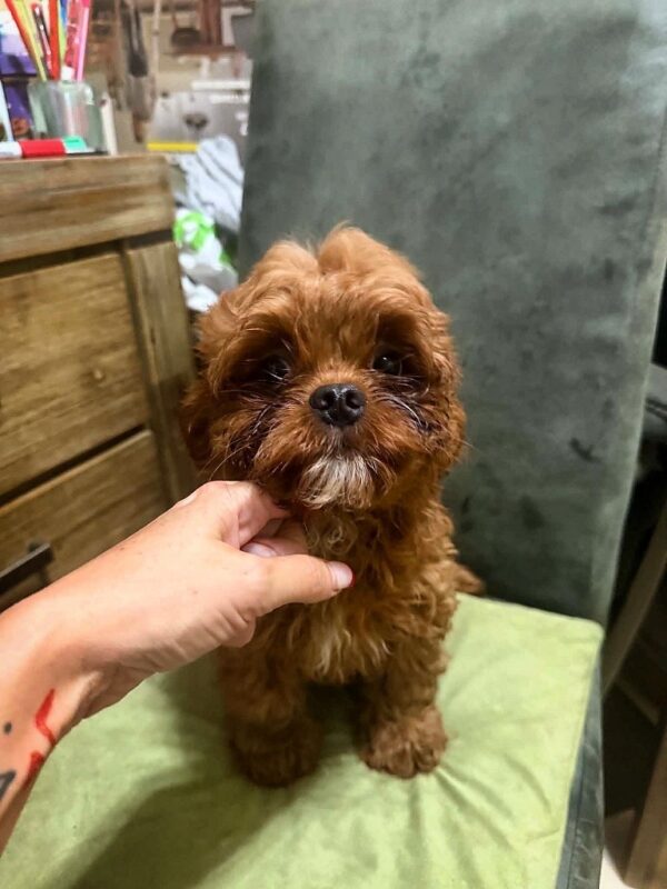 Vivaldi Cavapoo Vivaldi Cavapoo