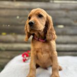 Vivier-male-English-Cocker-Spaniel-puppy-for-sale- (1)