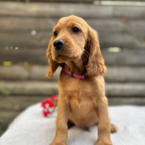 Vivier English Cocker Spaniel Vivier English Cocker Spaniel