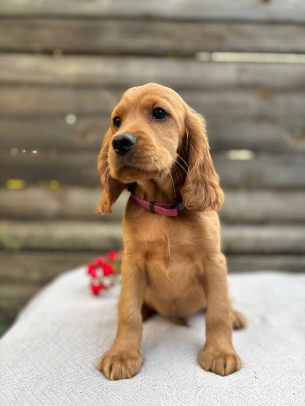 Vivier English Cocker Spaniel Vivier English Cocker Spaniel