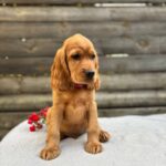 Vivier-male-English-Cocker-Spaniel-puppy-for-sale- (2)