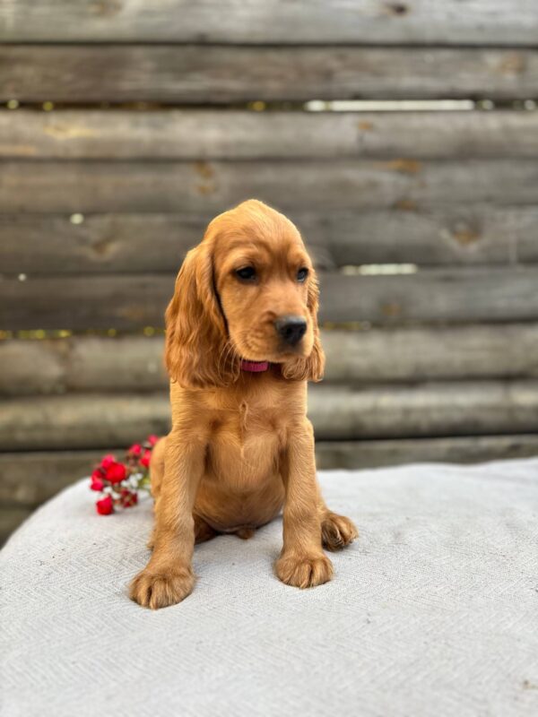 Vivier English Cocker Spaniel Vivier English Cocker Spaniel