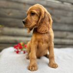 Vivier-male-English-Cocker-Spaniel-puppy-for-sale- (3)